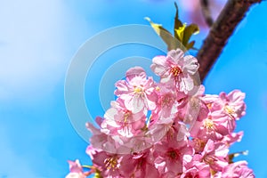 Closeup Cherry Blossoming, Japan photo