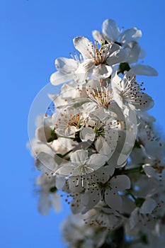 Closeup of cherry blossoms