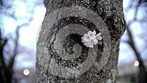 Closeup of Cherry blossoms or sakura flower at dawn