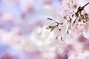 Closeup of cherry tree blossoms in the spring