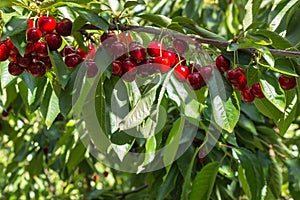 Closeup of cherry tree with ripe red cherries hanging on branch