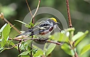 Closeup of Chestnut-sided Warbler (Setophaga pensylvanica)