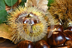 Closeup on chestnuts and curly with green chestnut tree leaves.