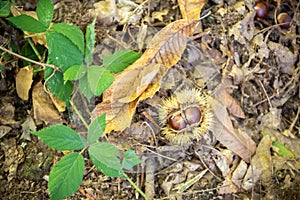 Closeup of Chestnuts inside the Hedgehog on the Ground Among Leaves in Autumn