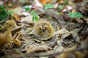 Closeup of Chestnuts inside the Hedgehog on the Ground Among Leaves in Autumn