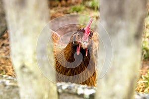 Closeup of chicken looking through wooden fence