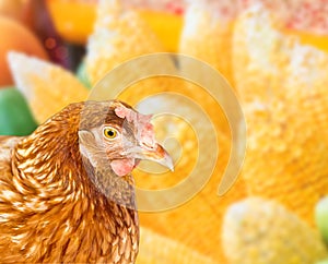 Chicken in Profile view. Chicken  on the background of corn fields