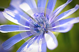 CloseUp Chicory Flower, Natural Light