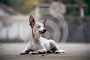 Closeup of Chihuahua Dog