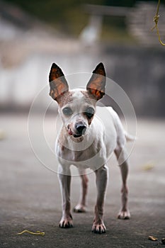 Closeup of Chihuahua Dog