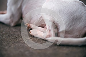 Closeup of Chihuahua Dog foot