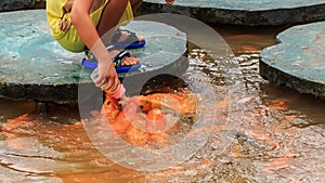 closeup child feeds fish in lake from planked footways in park