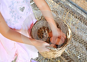 Closeup child hand keeping chicken eggs in farm