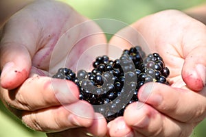 Closeup of a child`s hand holding blueberries