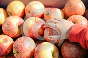 Closeup of child's hand taking apple. Store display full of red yellow apples on purple box.