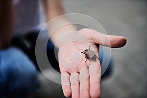 Closeup of children`s hand holding a spring beetle. May-bug