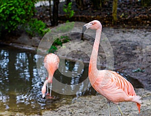 Closeup of a chilean flamingo, colorful tropical bird from America