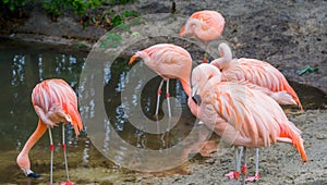 Closeup of a chilean flamingo with its family in the background, pink and colorful birds from America