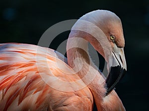 Closeup of a Chilean flamingo, Phoenicopterus chilensis captured in a zoo