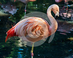 Closeup of a Chilean flamingo, Phoenicopterus chilensis standing on one leg by a lake in a zoo