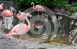 Closeup of a chilean flamingo standing at the water side with other flamingos in the water, near threatened tropical birds from photo