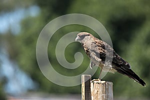 Closeup of a chimango. Bird of prey