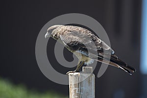 Closeup of a chimango. Bird of prey