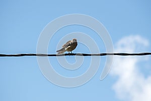 Closeup of a chimango. Bird of prey