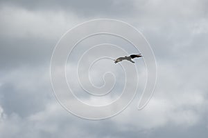 Closeup of a chimango. Bird of prey