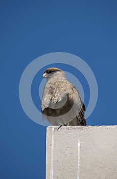 Closeup of a chimango. Bird of prey