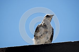 Closeup of a chimango. Bird of prey