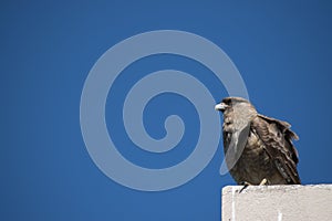 Closeup of a chimango. Bird of prey