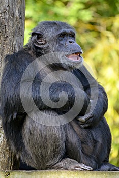 Closeup chimpanzee sitting