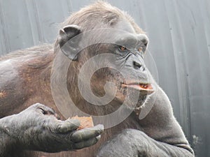 Closeup Chimpanzee Sitting down and Eating Fruit short hair