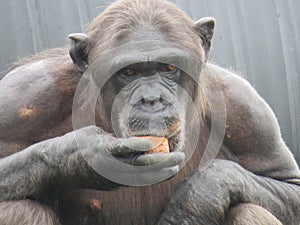 Closeup Chimpanzee Sitting down and Eating Fruit short hair