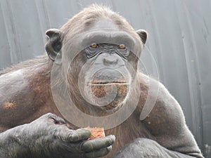 Closeup Chimpanzee Sitting down and Eating Fruit short hair