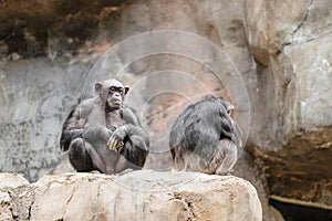 Closeup of chimpanzees sitting