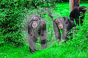 Closeup of chimpanzees in a zoo covered in greenery