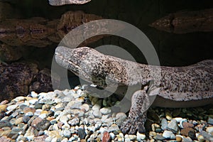 Closeup of a Chinese giant salamander with rocks in a background