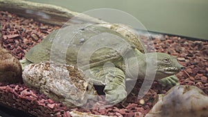 Closeup of a chinese softshell turtle trionyx resting,