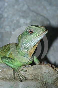 Closeup on a Chinese water dragon, Physignathus cocincinus, sitting in a terrarium