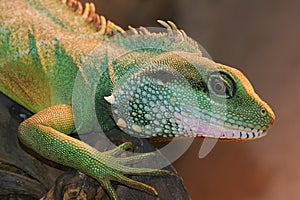 Closeup on a Chinese water dragon, Physignathus cocincinus, sitting in a terrarium