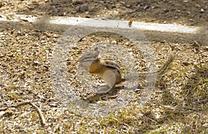 Chipmunk