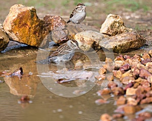 Closeup of a Chipping Sparrow in a puddle in Dover, Tennessee