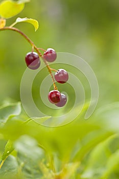 Closeup of Chokecherries