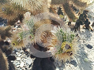 Closeup of cholla cactus with flowering buds in Joshua Tree National Park