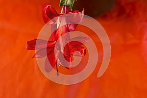 Closeup of A Christmas Cactus Blossom