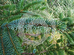 Closeup of Christmas pine fir tree