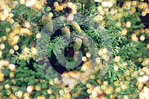 Closeup of Christmas tree, golden bokeh lights. Evergreen branches with cones. Festive modern blurred background.