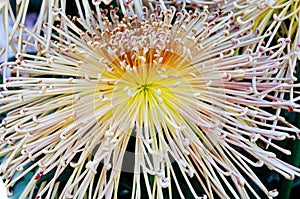 Closeup chrysanthemum
